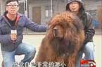 華東最大藏獒身價千萬