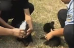 云南粗心母熊落下龙凤胎