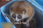 出售蜂猴当宠物卖家被拘