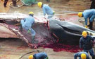 日本血腥非法捕鲸场面