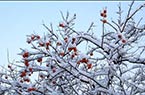 山东威海首场降雪美景