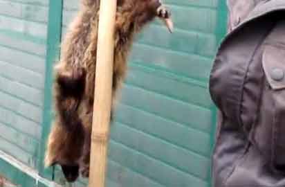 野生動物被殘忍倒挂叫賣