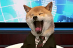 日本广告柴犬当"新闻主播"