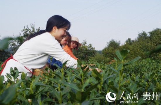 貴州黎平：人勤春早茶飄香