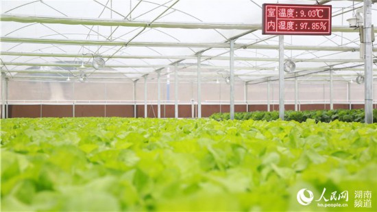 通過智慧農業,能敏銳感知種植環境。人民網 李芳森攝
