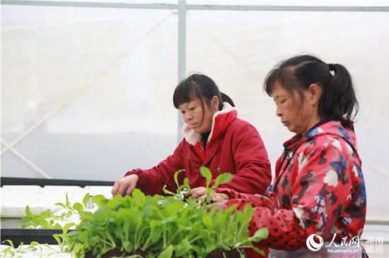 通過發展智慧農業,當地農民的種植方式也在改變。人民網 李芳森攝